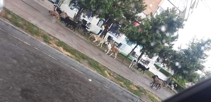 Câinii vagabonzi au pus stăpânire pe străzile din Caracal
