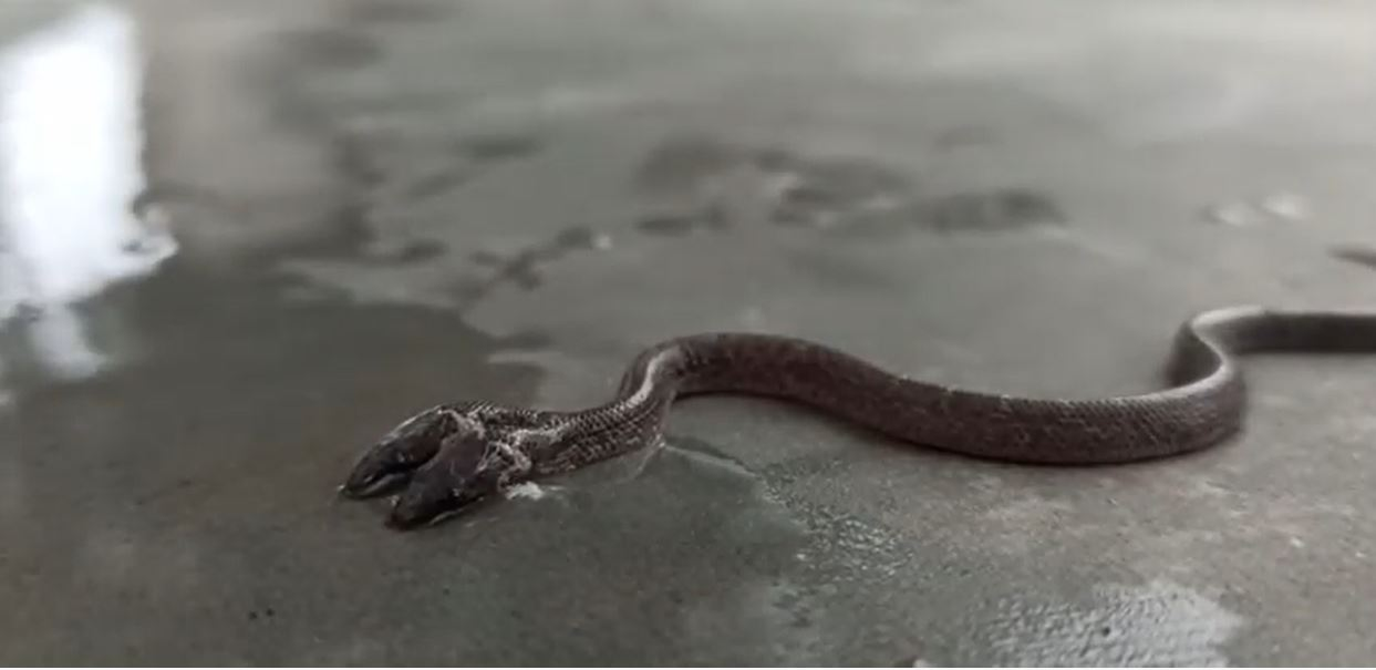 Nu e trucaj! Filmare inedită cu șarpele cu 2 capete. Specie foarte rară de reptilă a fost descoperită în India, iar unii oameni cred că prevestește ceva rău | VIDEO