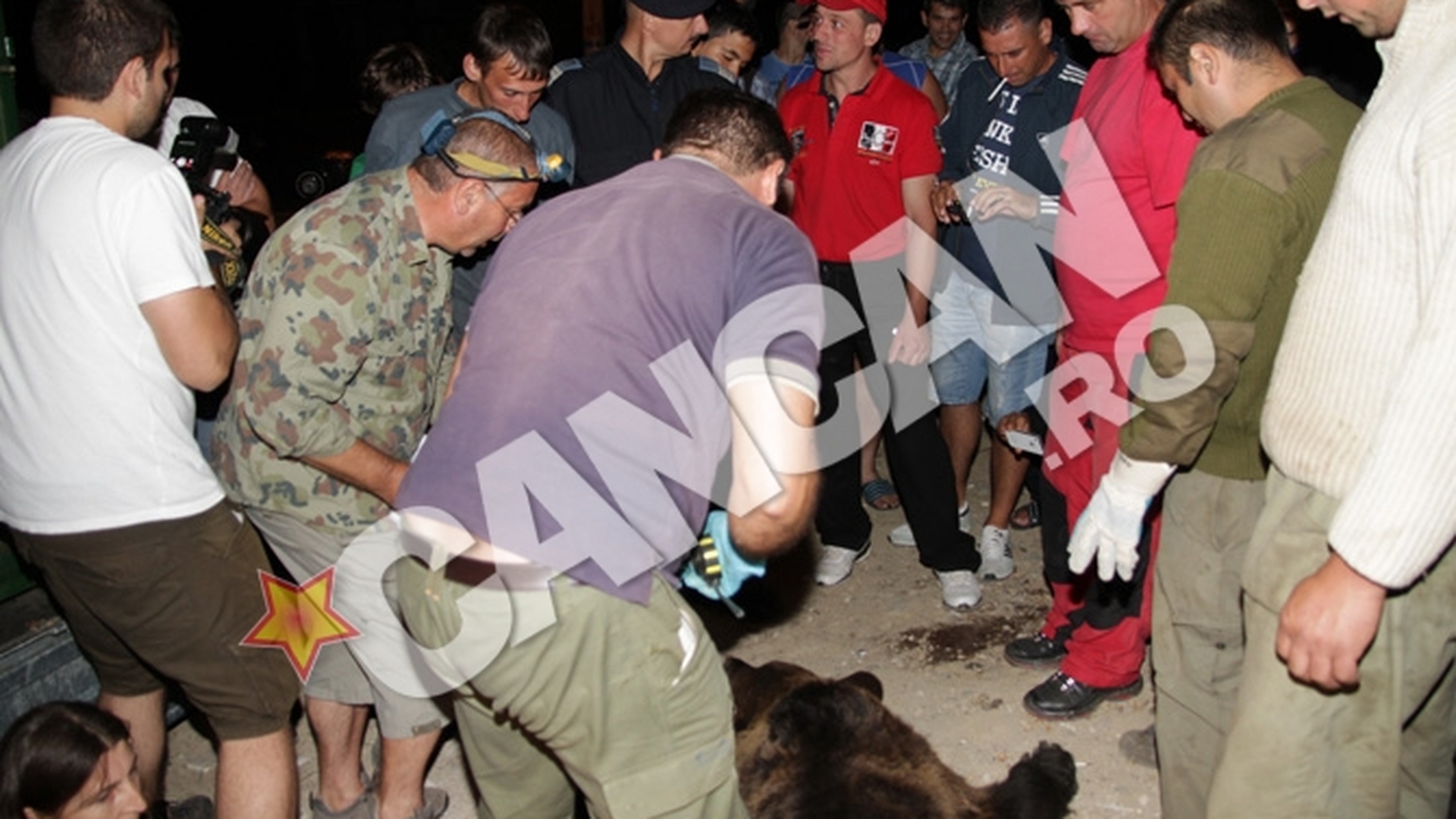 Cea mai trista stire de azi! Ursii-gunoieri din Busteni sunt impuscati de padurari pe motiv ca "au un comportamnent deviant"!
