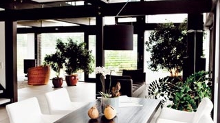 Cum sa purificam aerul din locuinta. Ce plante decorative sunt utile in apartament