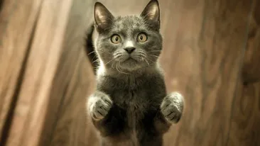 Ce vârstă reală are pisica ta în ani omenești, de fapt. Avem formula care îți calculează exact cât de bătrână e