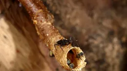 O specie de insectă folosește o tactică surprinzătoare pentru a-și manipula prada