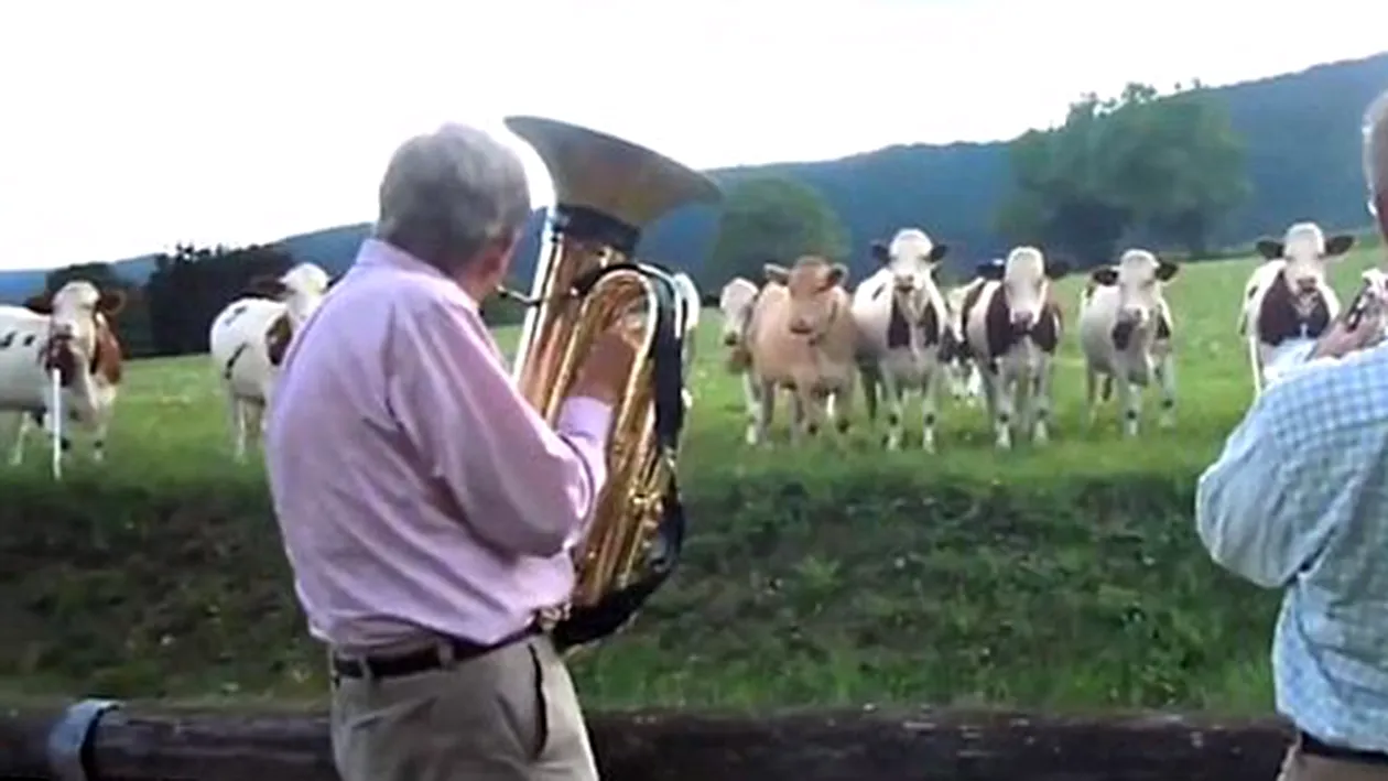 O cireada de vaci, fascinata de jazz! Asta da muuuzica!