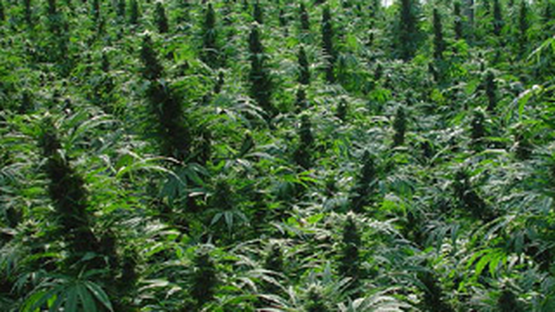 O tona de canabis a fost confiscata in Albania!