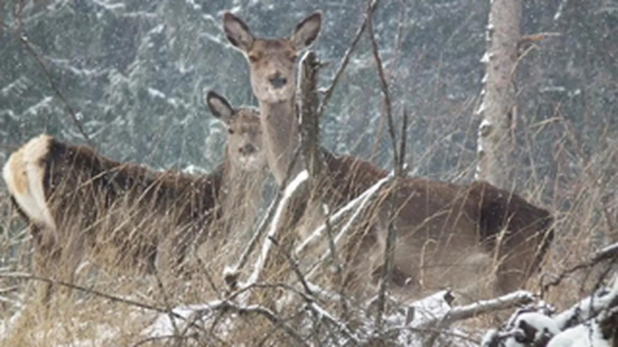 Zeci de cadavre de caprioare, gasite pe un camp din judetul Arad