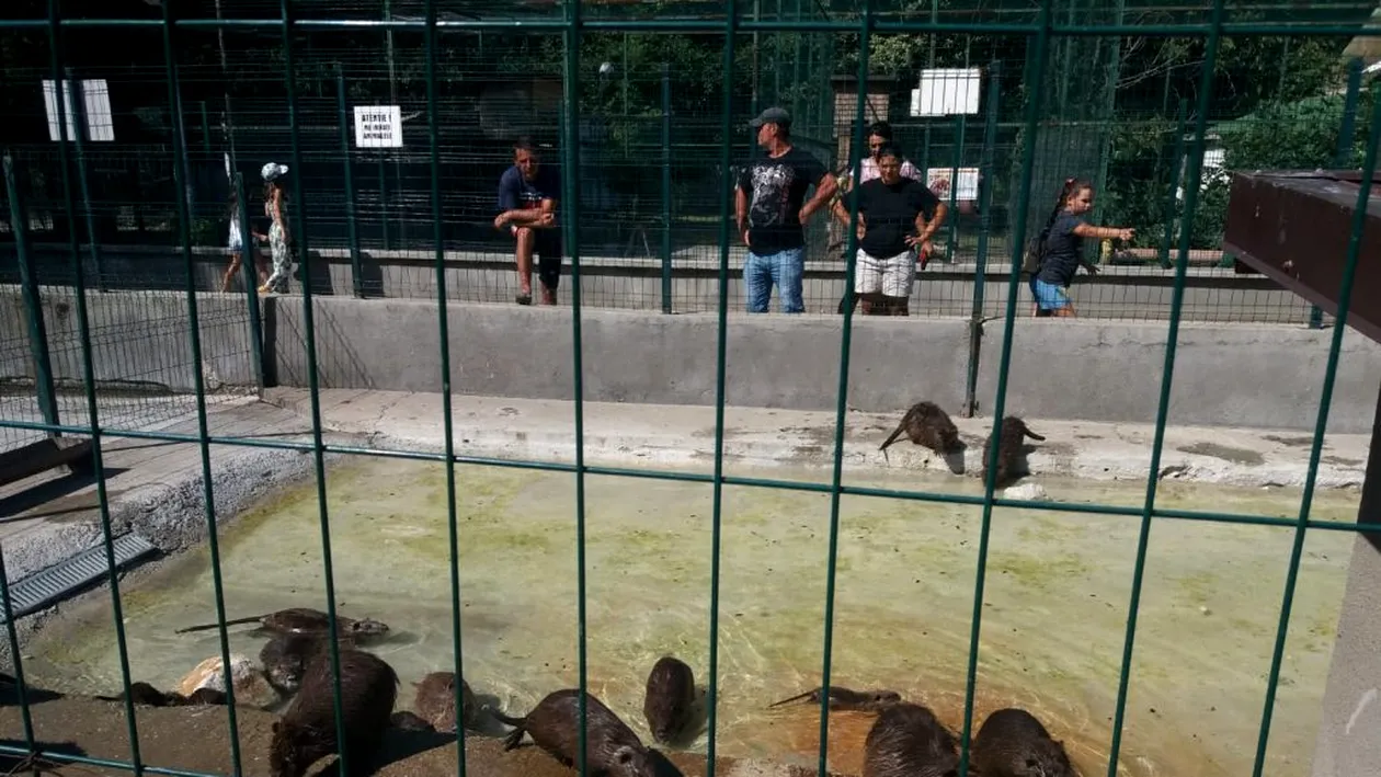 Și animalele de la Zoo suferă din cauza caniculei. Cum sunt îngrijite la Craiova, la peste 35 de grade Celsius