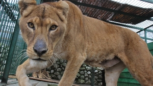 Leii lui Nutu raman la Zoo Ploiesti!