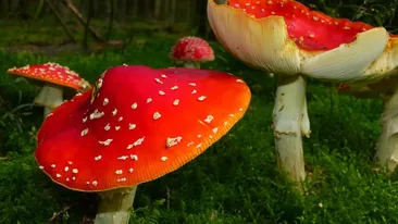 Ciupercile otravitoare – cum le recunoști