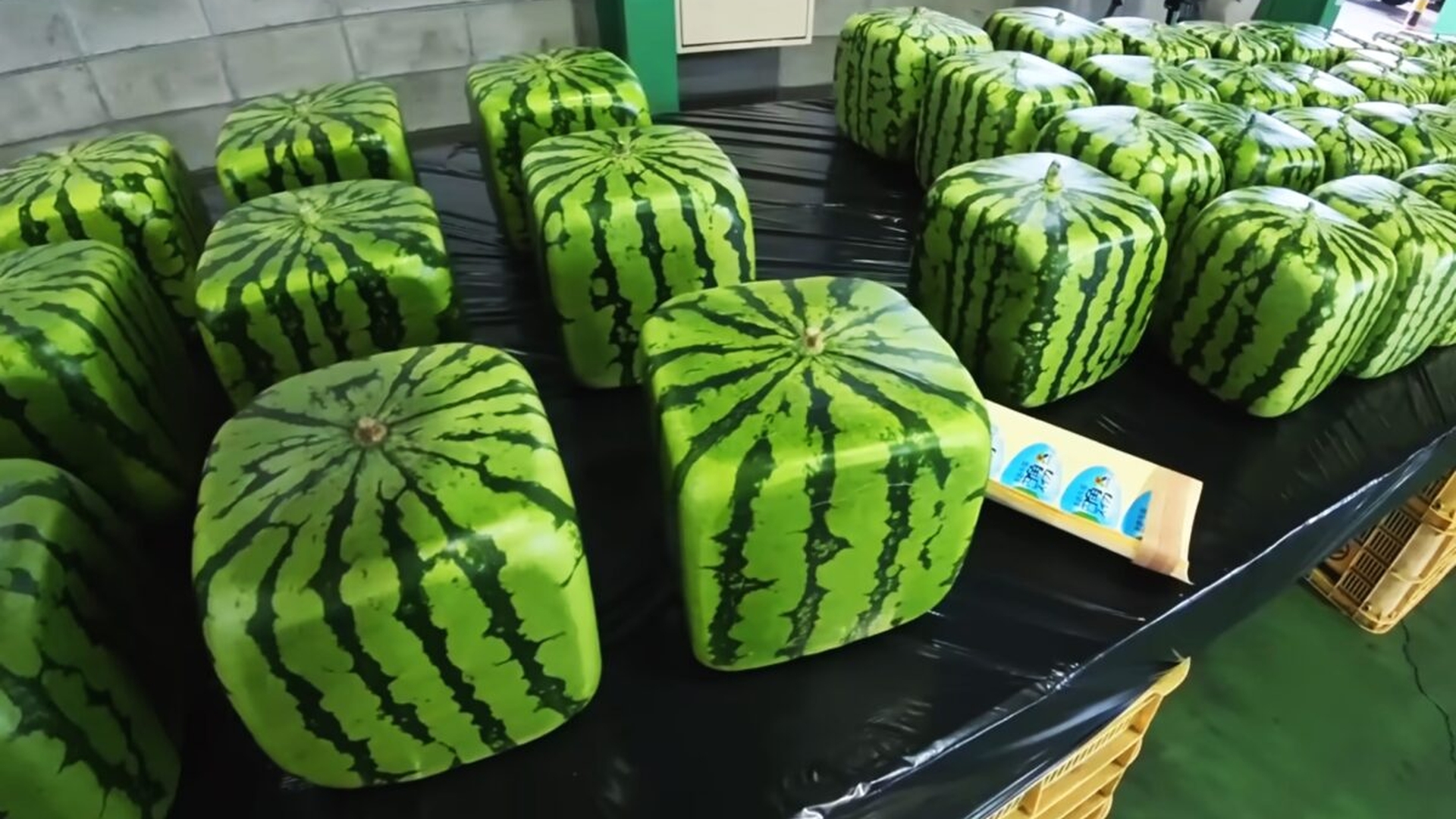 Pepeni pătrați? Fructele cub care au transformat agricultura într-o formă de artă