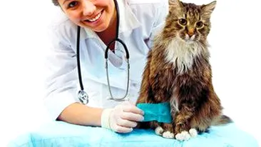 Cum iti deschizi un cabinet medical veterinar