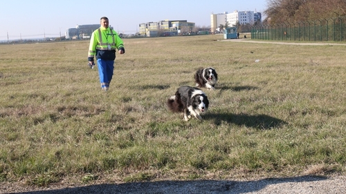 Ei sunt Taz si Luca, doi dintre cainii care alearga pasarile de pe Aeroportul “Henri Coanda”!
