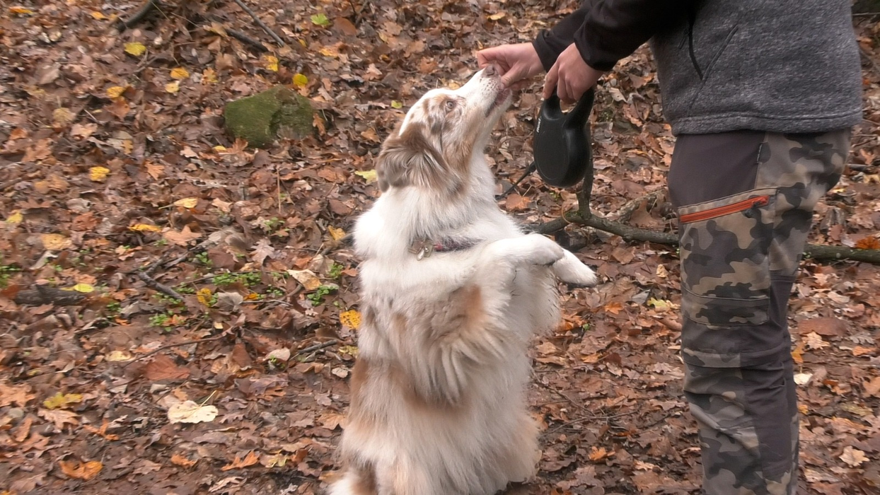Cum âți poți determina animalul de companie să te asculte