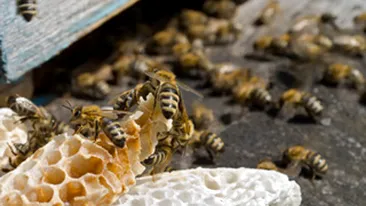 Sase persoane, de urgenta la spital, dupa ce au fost atacate de albine!