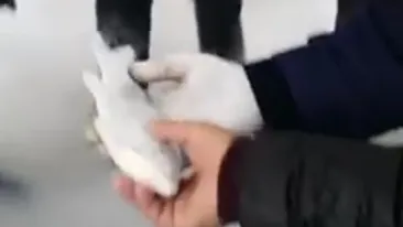 A luat câţiva peşti îngheţaţi pe care i-a pus în apă. Ce se întâmplă în doar câteva secunde a şocat pe toată lumea, iar imagini au devenit virale