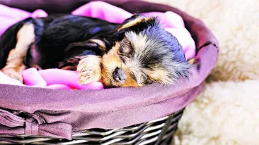 Locul animalului in casa