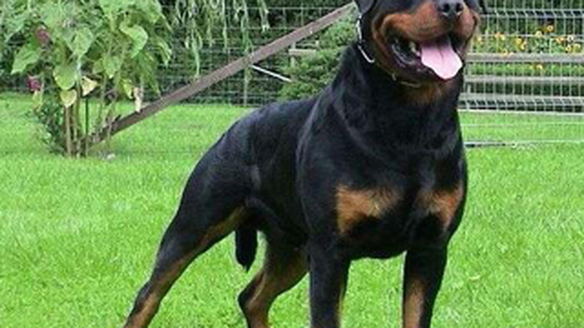 VIDEO Atac aproape fatal al unui rottweiler asupra unei fetite!