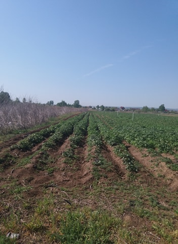 În comuna doljeană se produc peste 300 de tone de cartofi