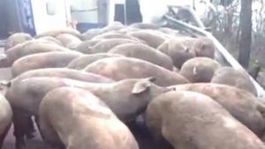 VIDEO Accident incredibil in judetul Arges! Un TIR care transporta 150 de porci s-a rasturnat pe DN 7