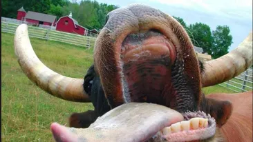 Licitație la Bârlad cu animalele de la Grădina Zoologică! Lista de prețuri! Cât costă fazanii sau bivolul indian