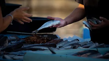 Semnal de alarmă lansat pentru români. În prag de Florii, s-a descoperit cât de periculos este peștele de pe tarabe