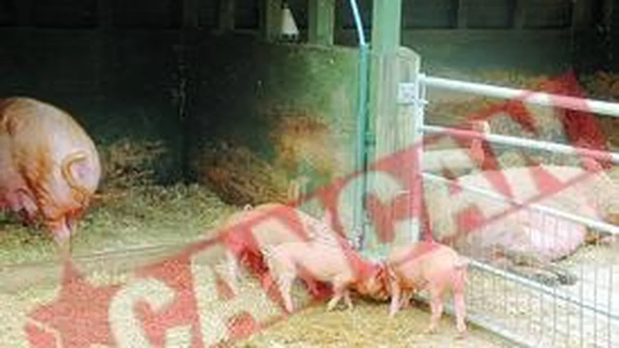 A scos cocina la vanzare pe internet