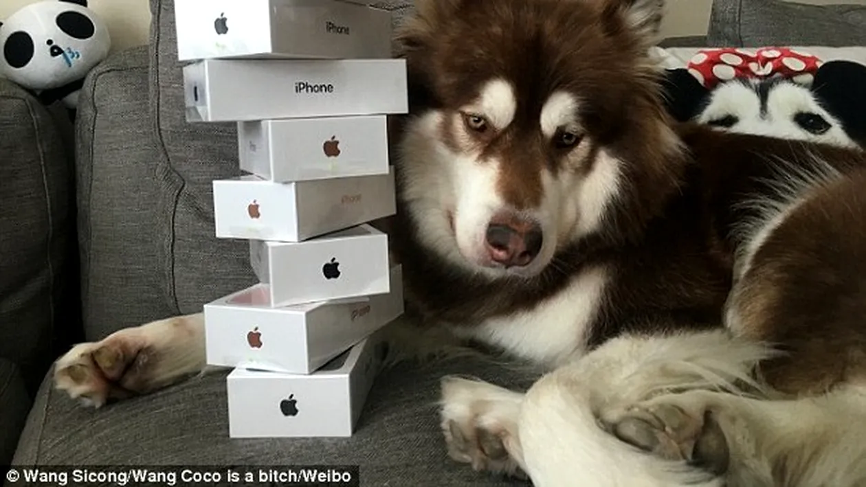 Un miliardar chinez i-a cumpărat şapte iPhone 7... câinelui! Ce a mai primit cel mai răsfăţat patruped din lume
