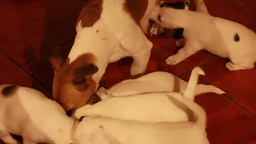 Uite ce catelusi simpatici are Dana Rogoz!