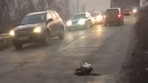 VIDEO. Protest inedit: Mai mulţi tineri au plantat crizanteme în gropile de pe drumul Craiova-Cetate