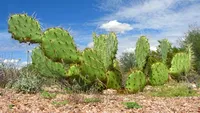 Fructul de cactus te ajută să scapi de acnee peste noapte. Trebuie doar să-l tai şi...