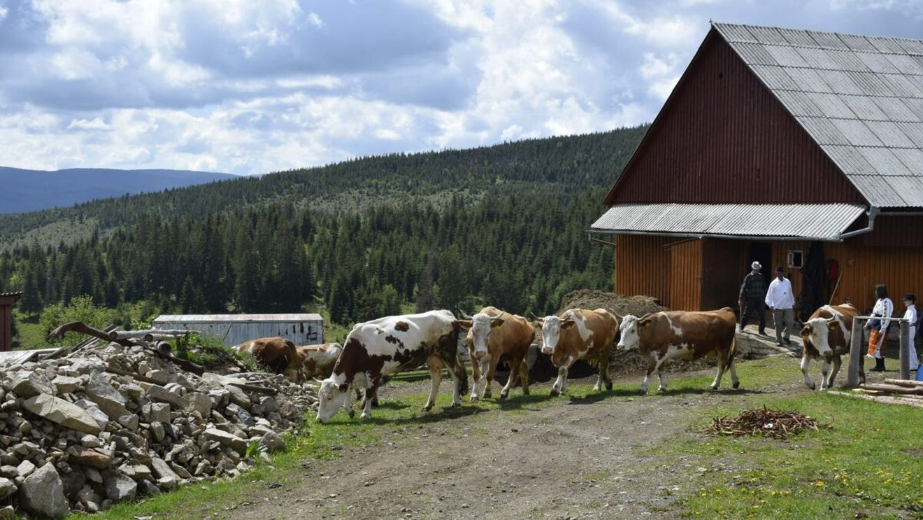 Ai auzit de satul Măguri? Este localitatea aflată la cea mai înaltă altitudine din România şi arată mirific