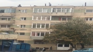 Un maidanez speriat, salvat de o femeie din Tășnad înainte să sară de pe un bloc