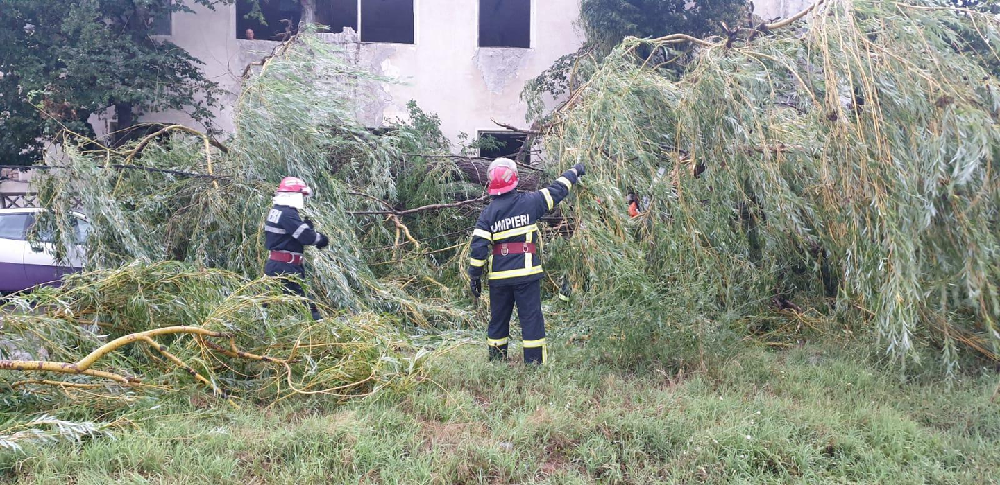 Furtună puternică în Tulcea. Pomii au căzut peste mai multe mașini staționate. FOTO