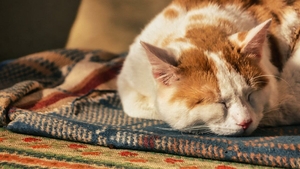 Cum să scapi de insomnie. Top 7 trucuri ca să adormi mai repede