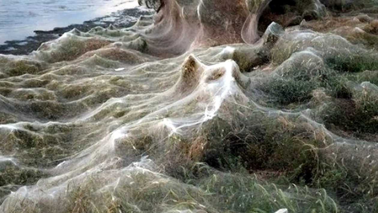 O plajă din Grecia a fost acoperită de o pânză de păianjen uriașă (video)