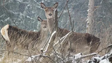 Zeci de cadavre de caprioare, gasite pe un camp din judetul Arad