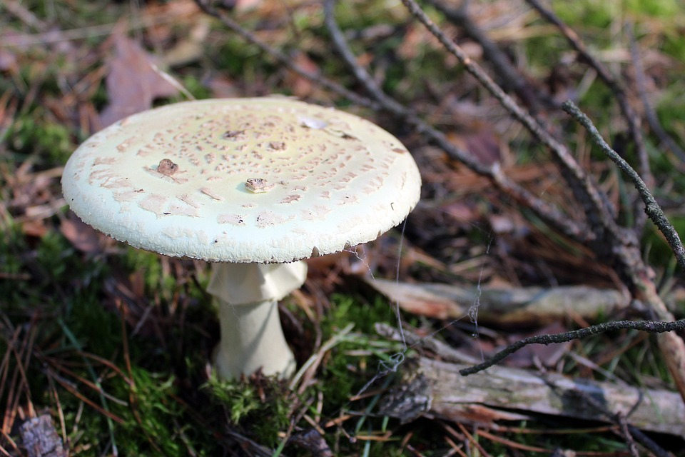 Buretele viperei sau Amanita phalloides. Sursa foto: pixabay.com