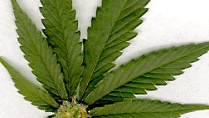 Jumatate din populatia Americii vrea sa fie legalizata marijuana