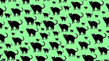 Test de inteligență | Găsiți șoricelul ascuns printre pisicile din imagine!