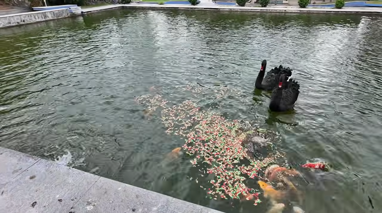 Acasă la Nuțu Cămătaru. Cum arată domeniul de 5 hectare din Rahova? Specii inedite de animale și cea mai mare piscină din București