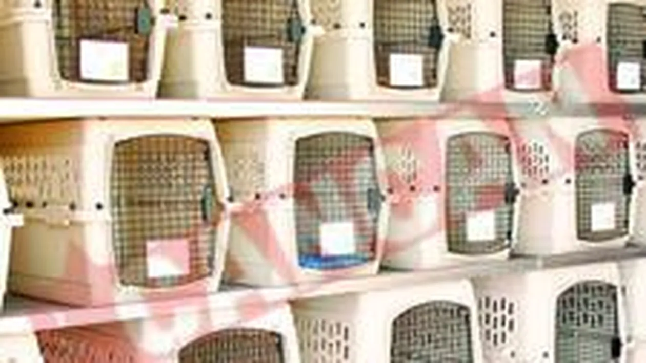 Avion pentru caini si pisici