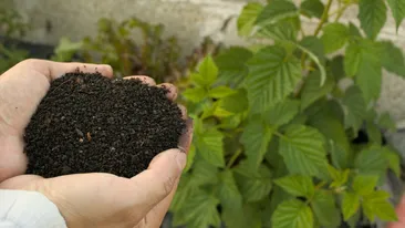 Transformă-ți grădina în 30 de zile: trucul simplu cu compost și pH