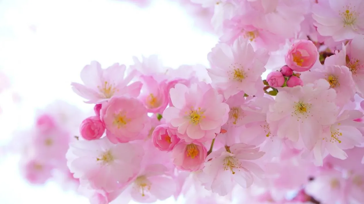 Mesaje de Florii 2024! Cele mai frumoase urări pentru cei care poartă nume de flori