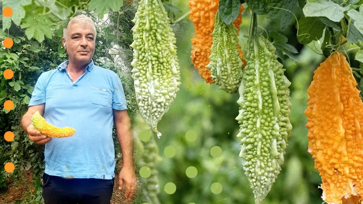 Fermierii olteni s-au reorientat! Cultivă roșia-ciocolată, vinetele șatirate sau Momordica din Nepal