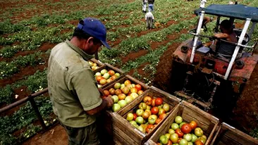 Veste buna din agrigultura! Primii bani pentru fermieri, 50% din subventii, intra in conturi pana pe 16 octombrie