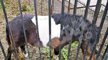 Patrupedul a intrat in dizgratia Primariei Targu Jiu. Poneiul Nelutu, scos la vanzare ca musca