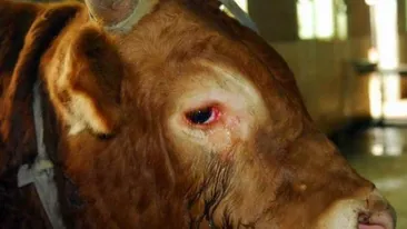 A plâns şi a îngenuncheat înainte de a fi sacrificat! Boul care i-a înduioşat pe măcelari!