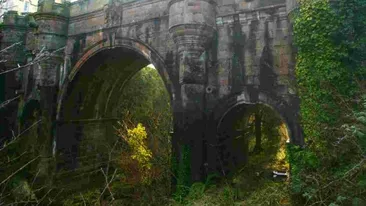 Nu exista explicatie pentru ce se intampla aici! Locul bizar in care cainii se sinucid in masa