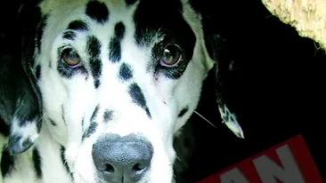 I-a construit casa cainelui gasit in parc