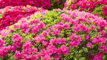 Plante care nu trebuie ţinute în casă. Nici să nu te gândeşti vreodată să ţii în casă următoarele flori! Ce poţi păţi