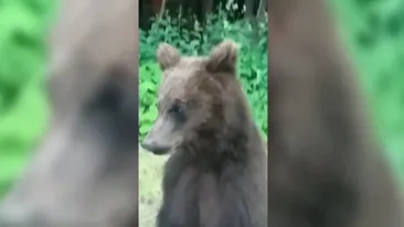 Un urs le-a dat bătăi de cap drumarilor de pe Transfăgărășan! S-au trezit cu el pe geamul mașinii